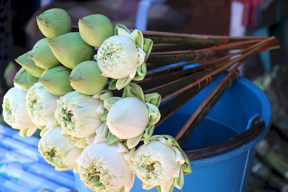 Lotus bouquet