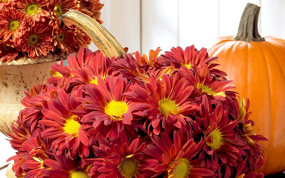 Bouquets autumn chrysanthemums