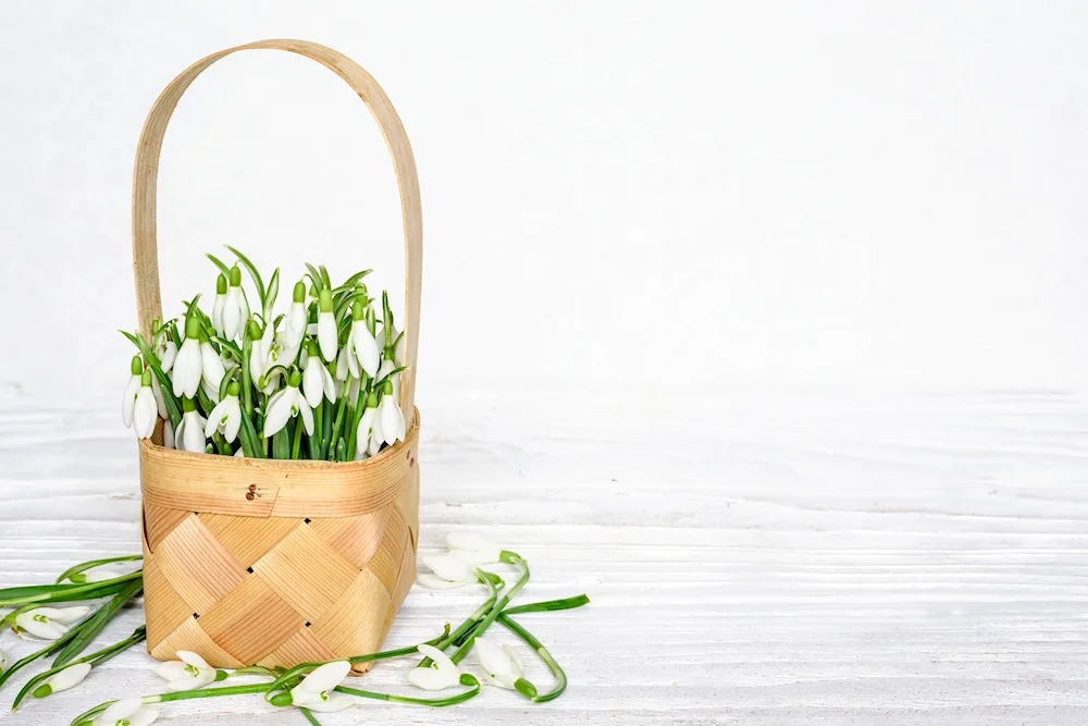 Basket of flowers