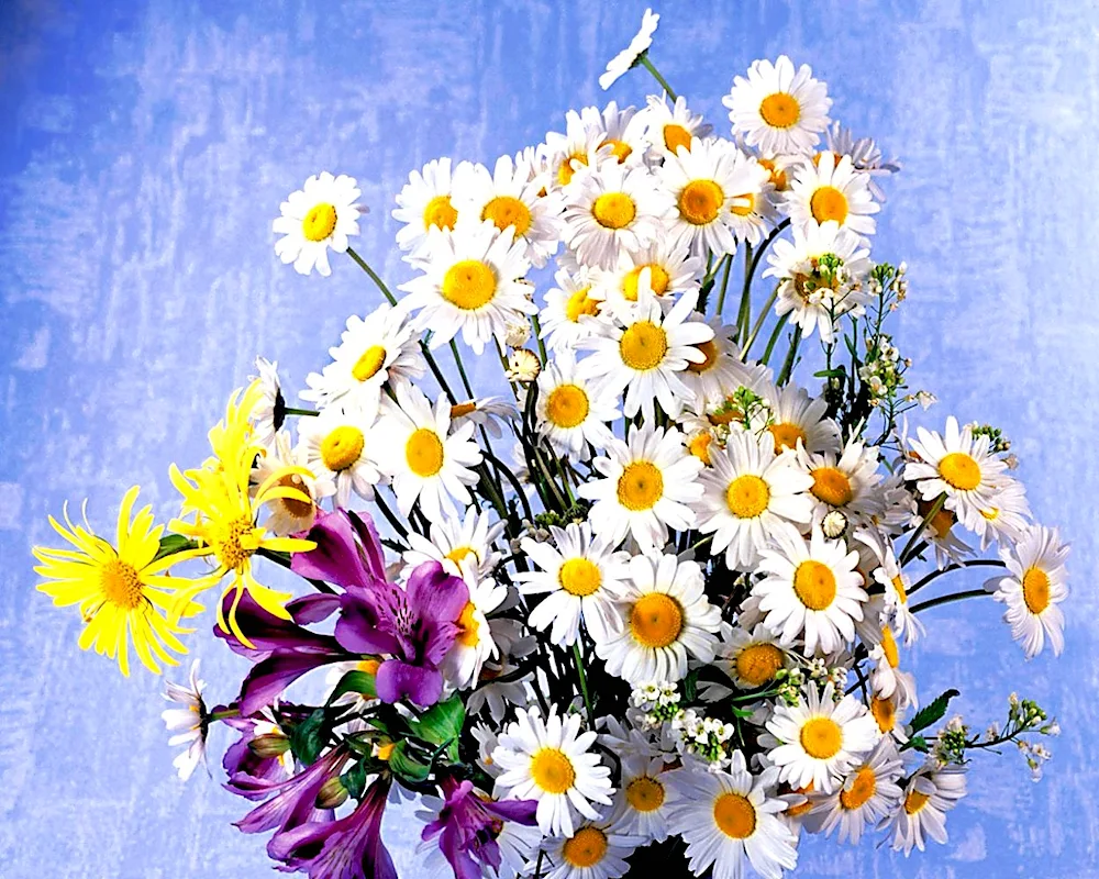 Bouquet of chamomile