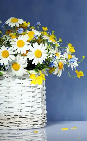 Chamomile bouquet