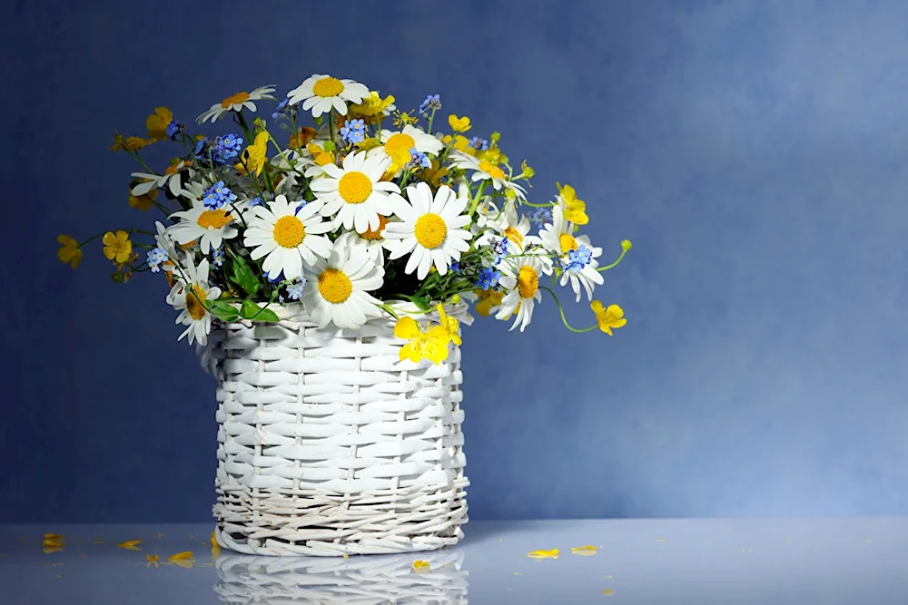 Chamomile bouquet