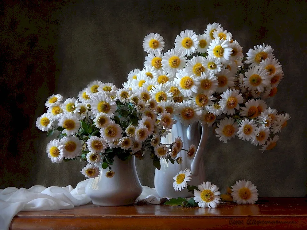 Bouquet of chamomile