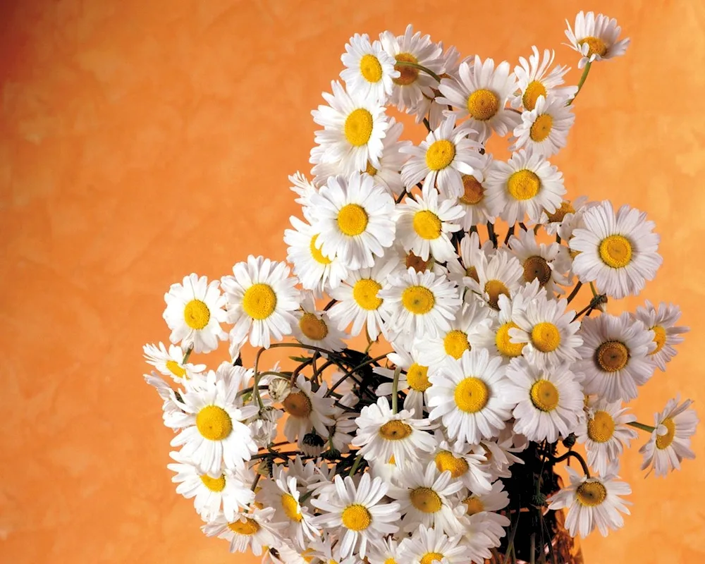 Bouquet of chamomile