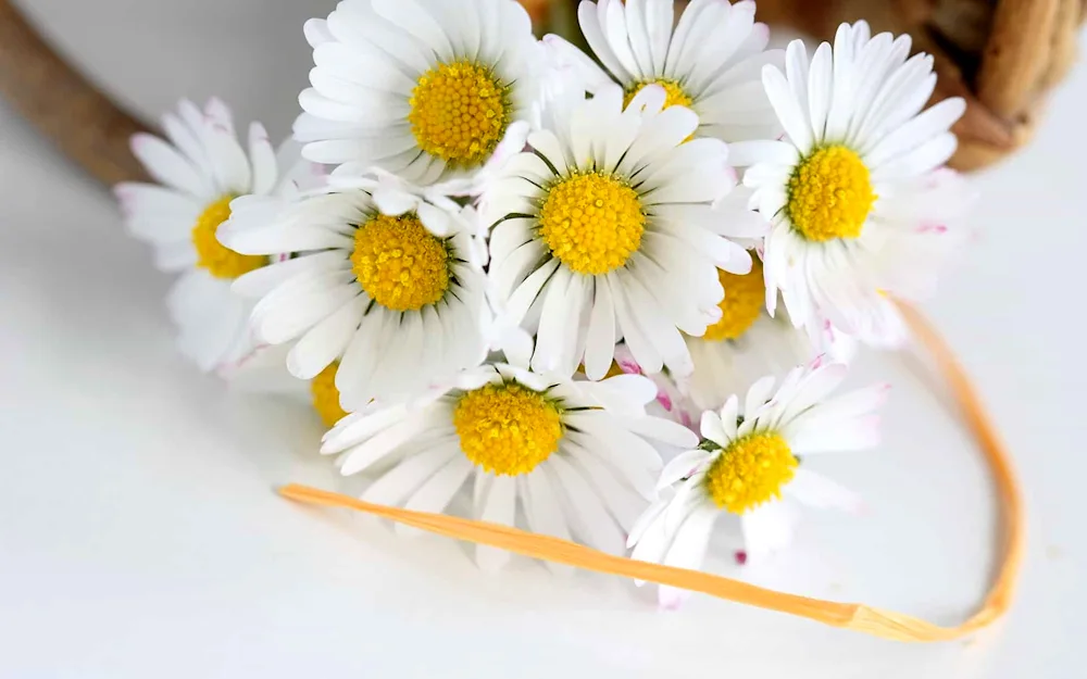 Daisy bouquet