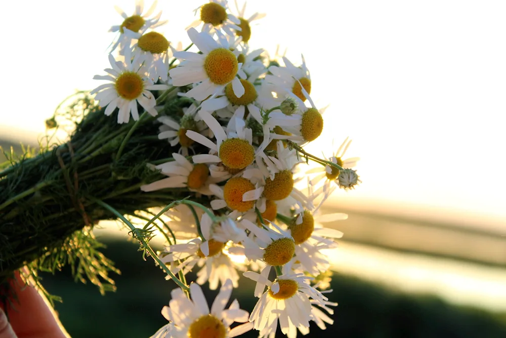 Daisy bouquet