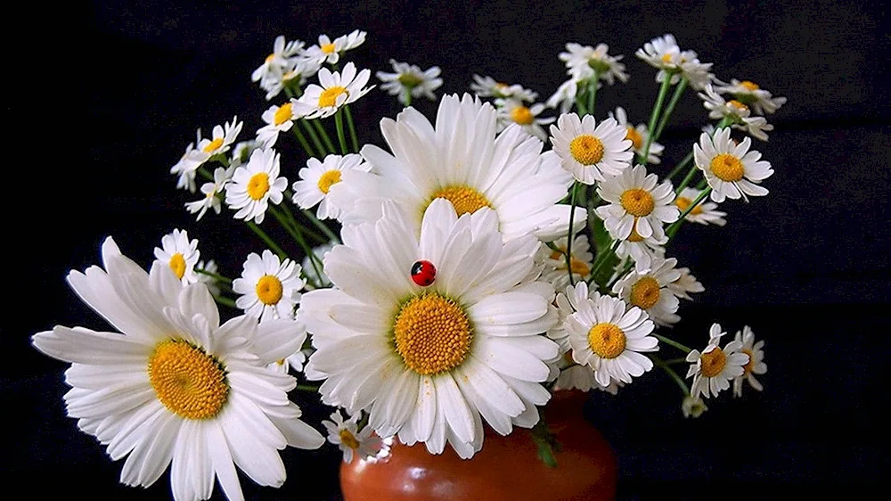 Chamomile bouquet