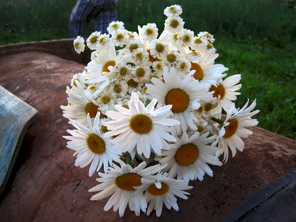 Daisy bouquet