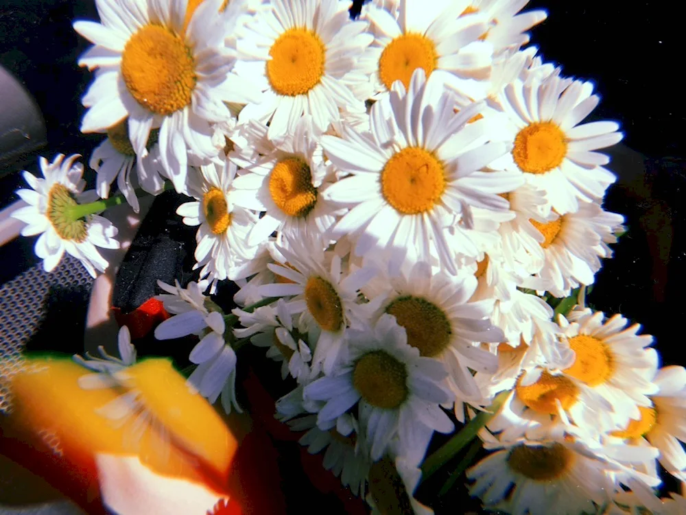 Daisy bouquet