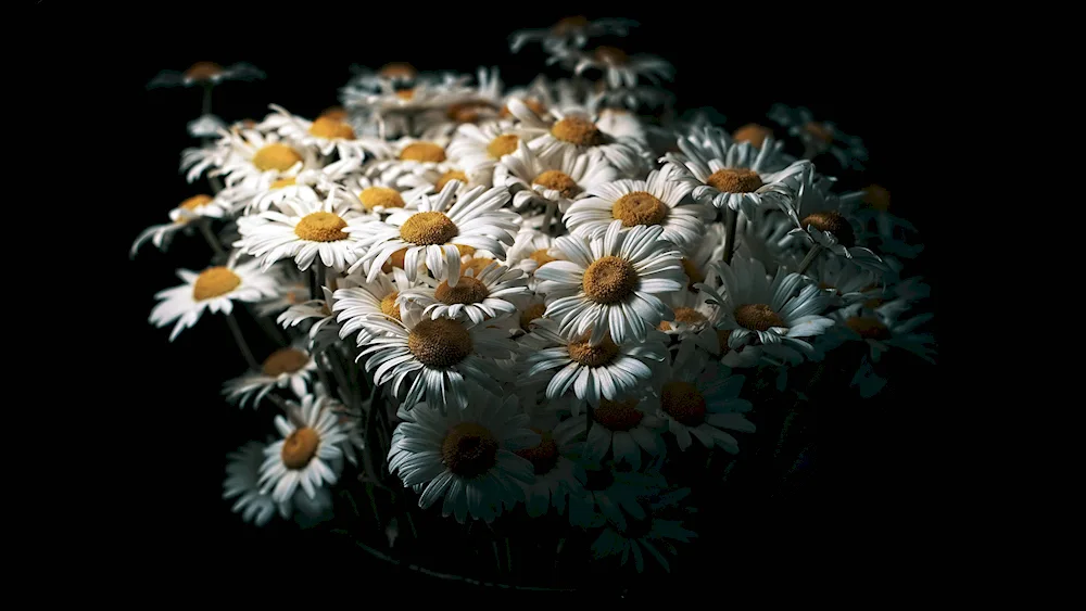 Chamomile bouquet