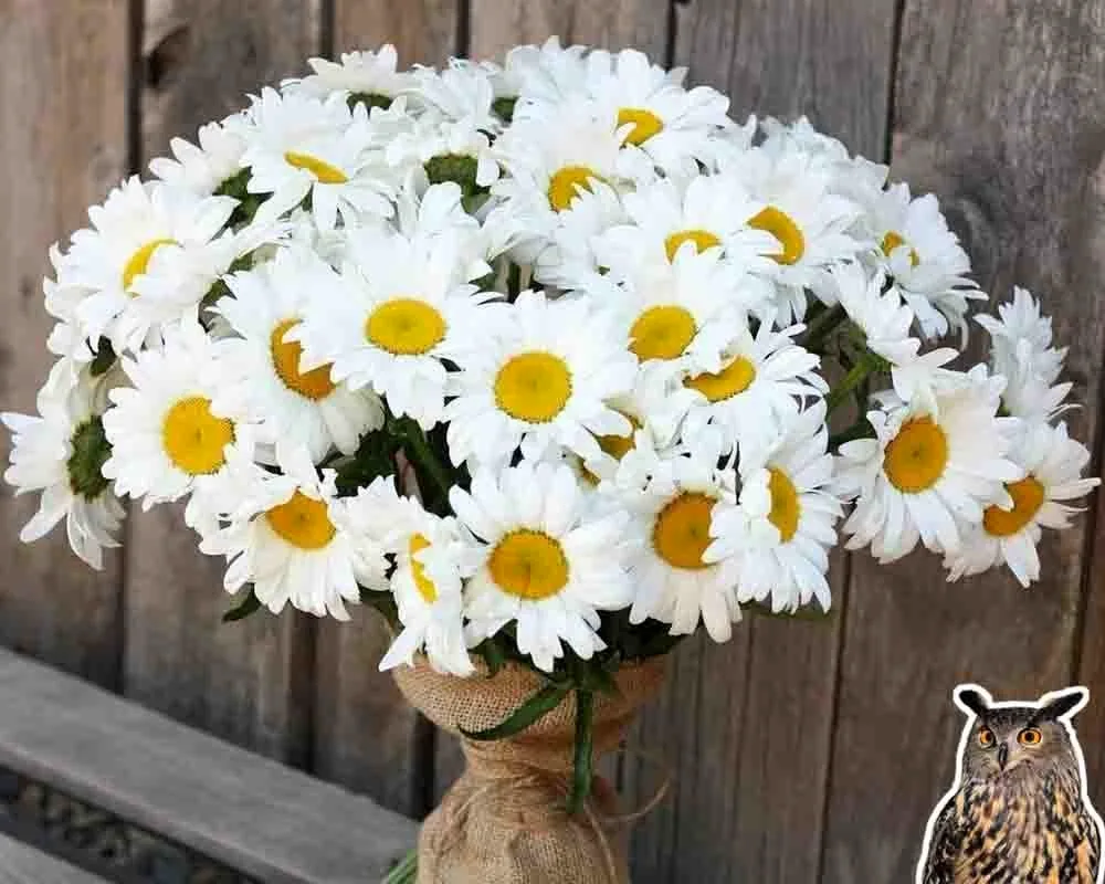 Beautiful daisies