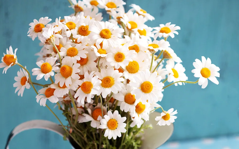 Chamomile bouquet