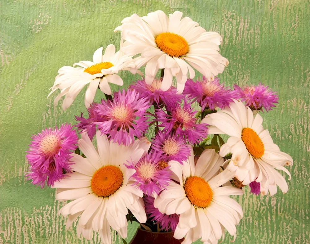 Chamomile bouquet Chrysanthemums and gypsophila