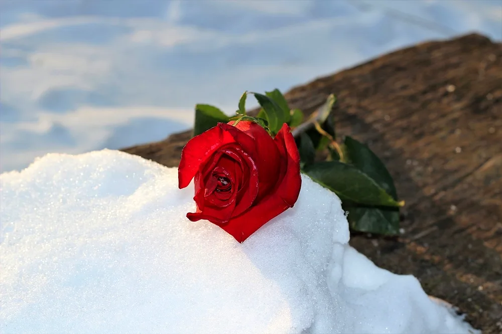 Snowy roses