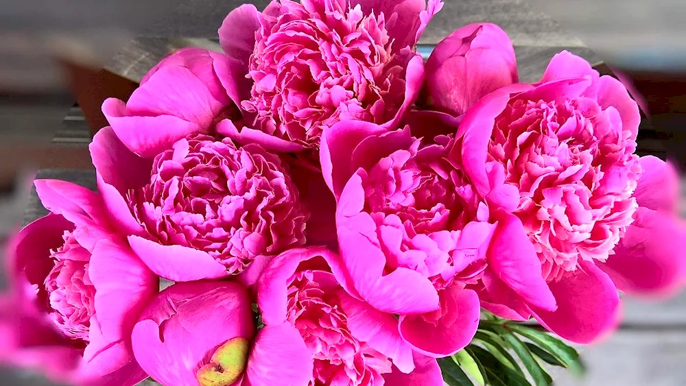 Bouquet with peonies and rose