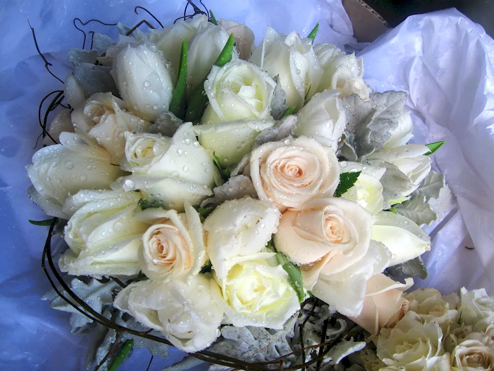 Bouquet of white roses