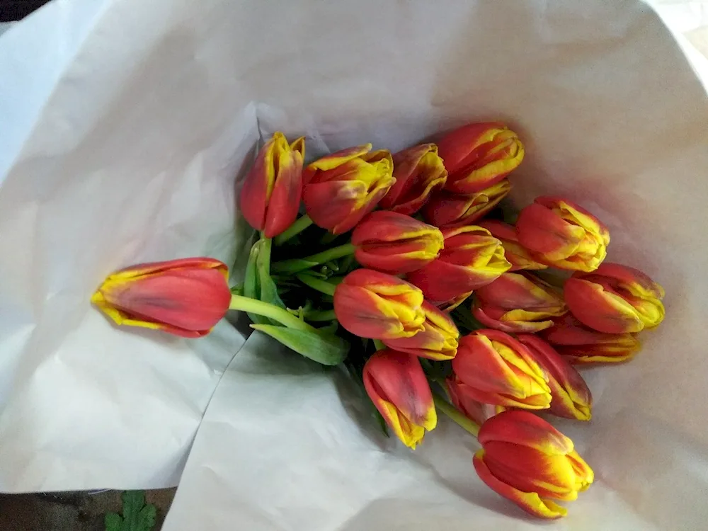 Bouquet of tulips