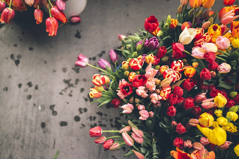 Bouquet of tulips