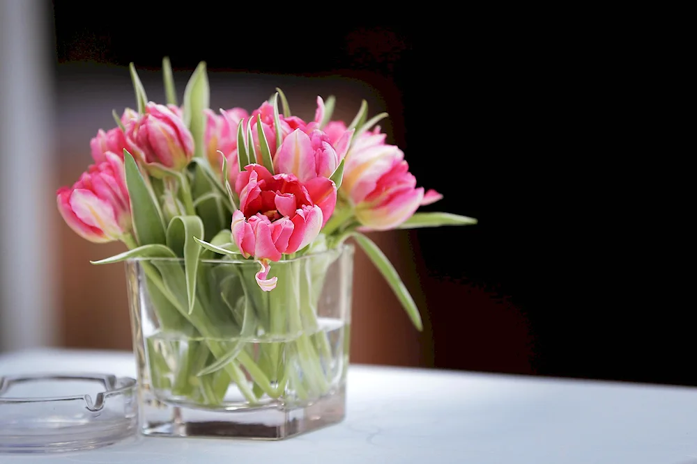 Tulip flowers