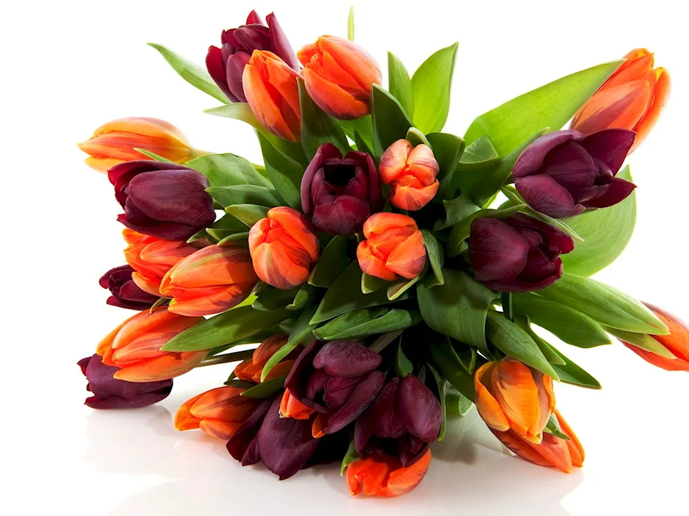 Tulip bouquet