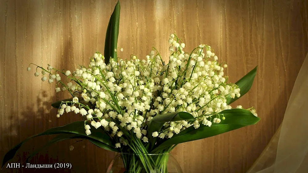 Lily of the valley