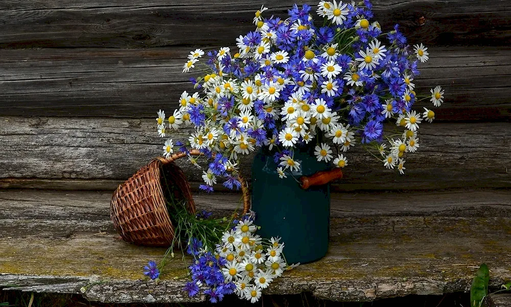 Bouquet of cornflowers Constandi Harlampy daisies