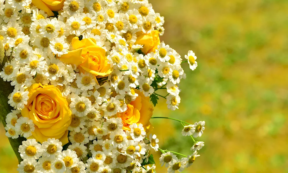 Bouquet of chamomile.