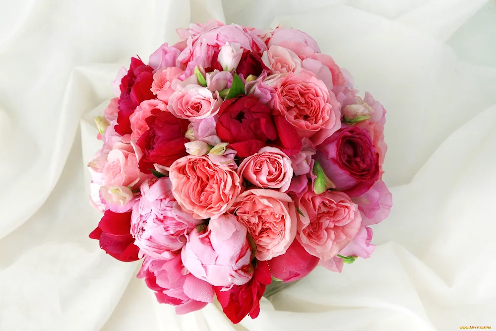 Rose-like peonies