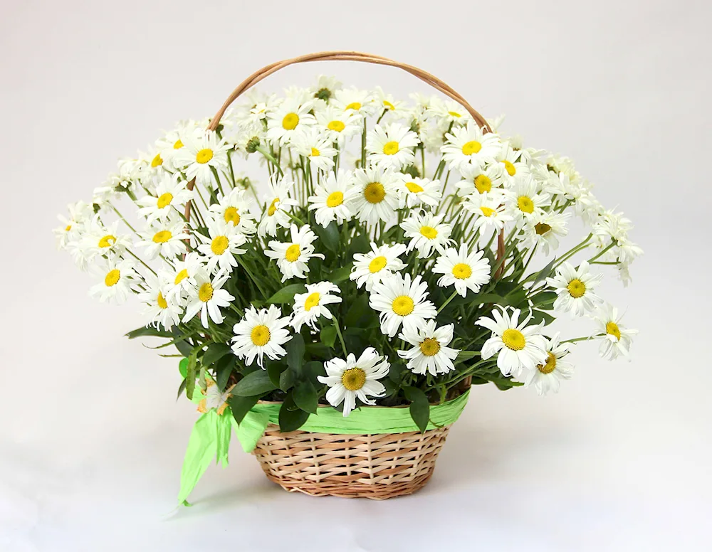 Chrysanthemum bush chamomile