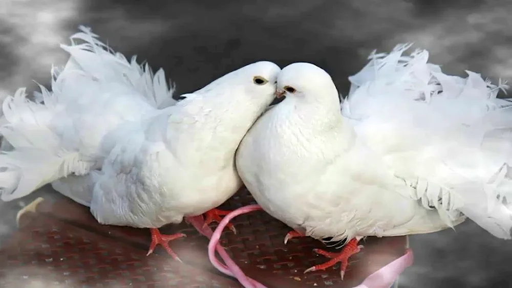 Bukhara Doves