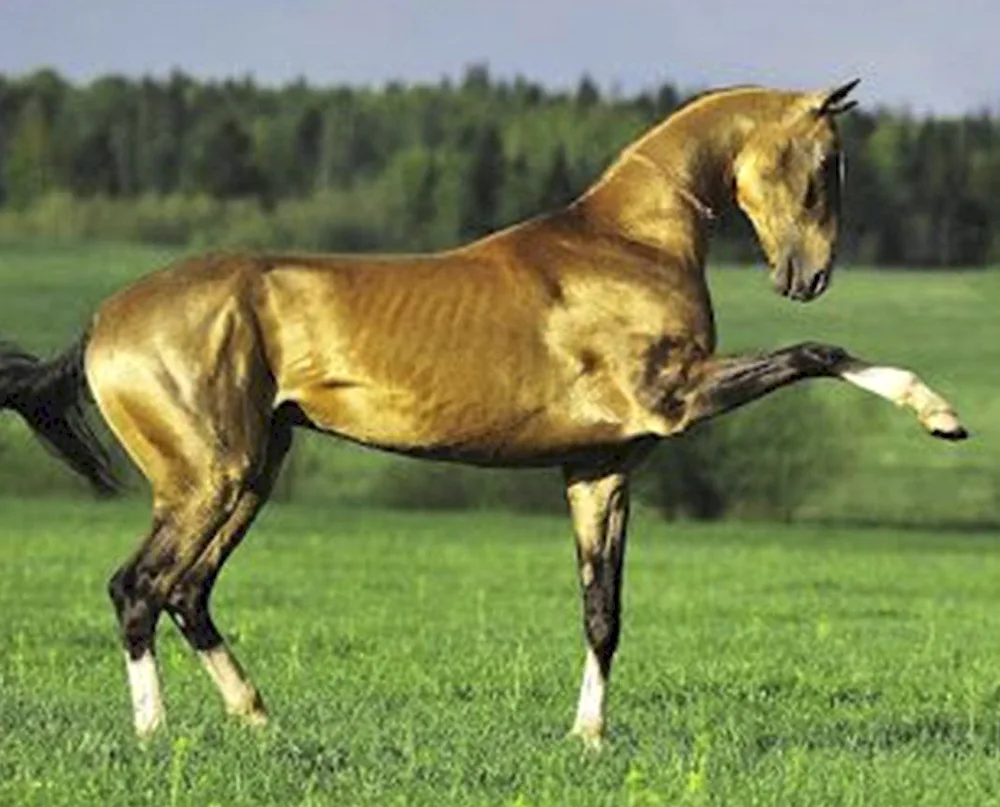 Tokhtamysh Akhaltekin Horse