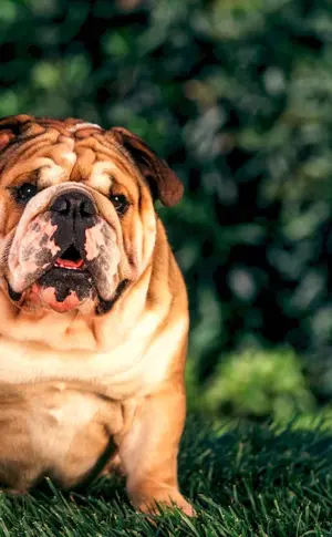 Bulldog and Labrador