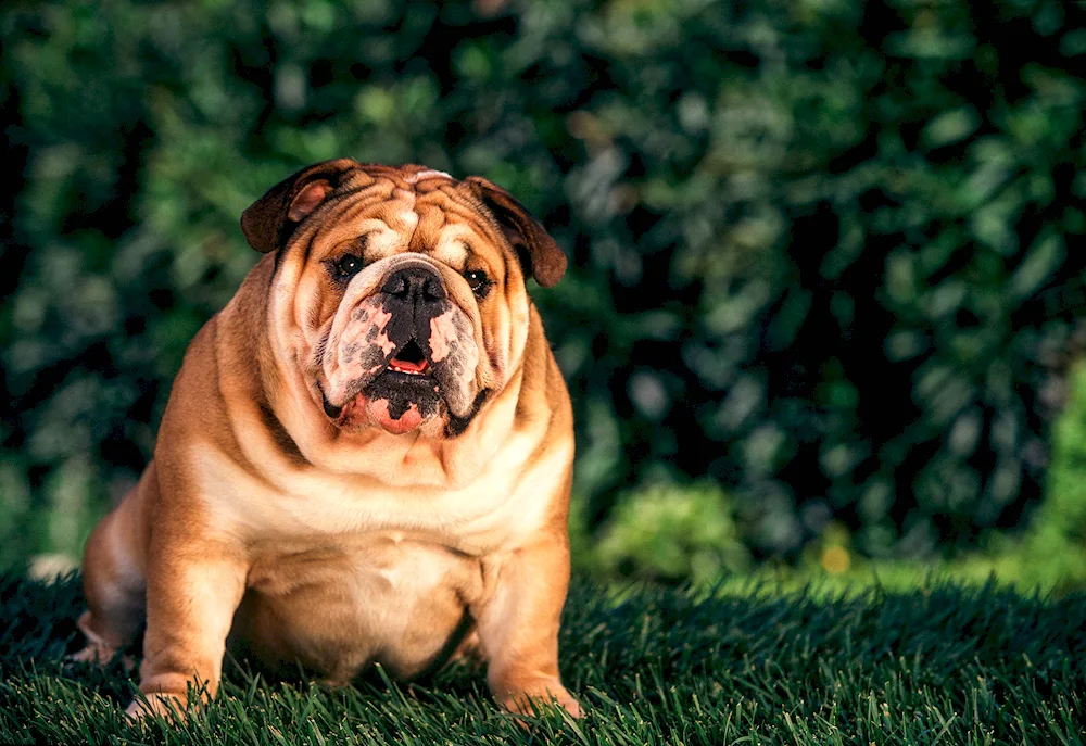 Bulldog and Labrador