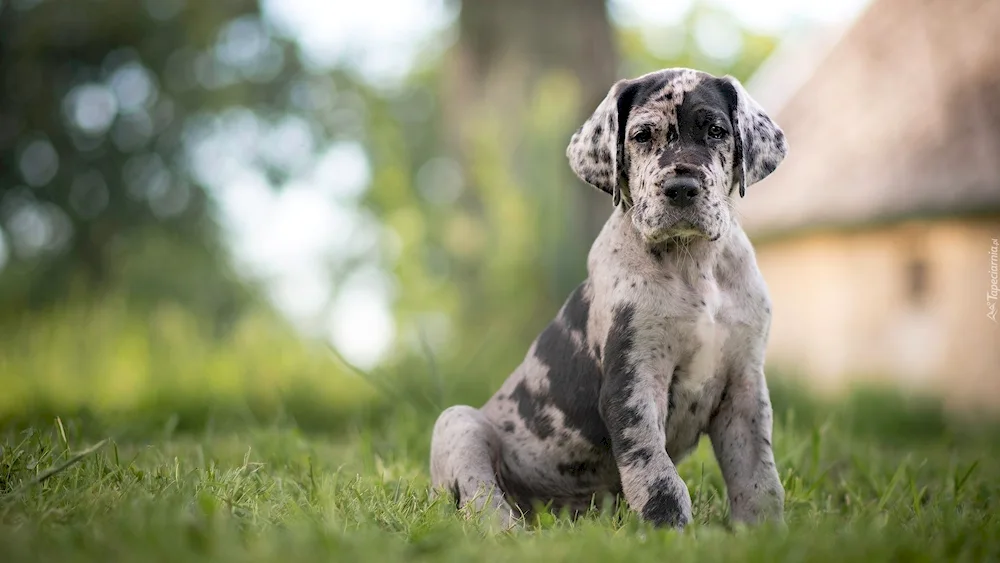 Great Dane dog