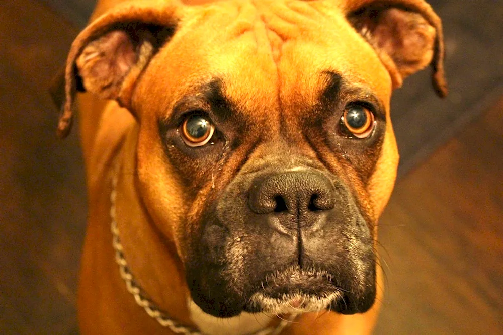 German bulldog and boxer