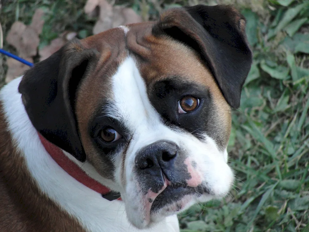 German Bulldog and Boxer