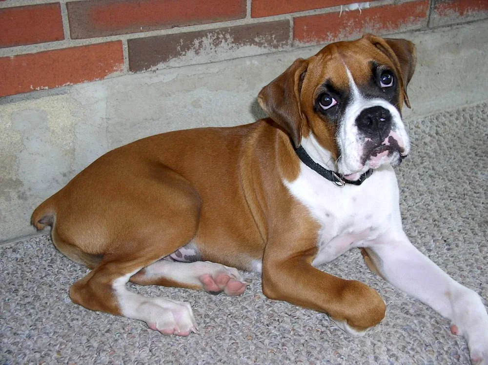 English Bulldog