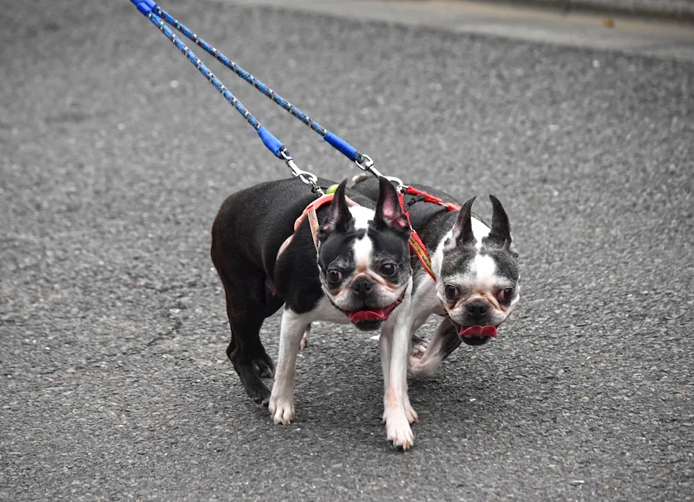 Boston Terrier and French Bulldog differences