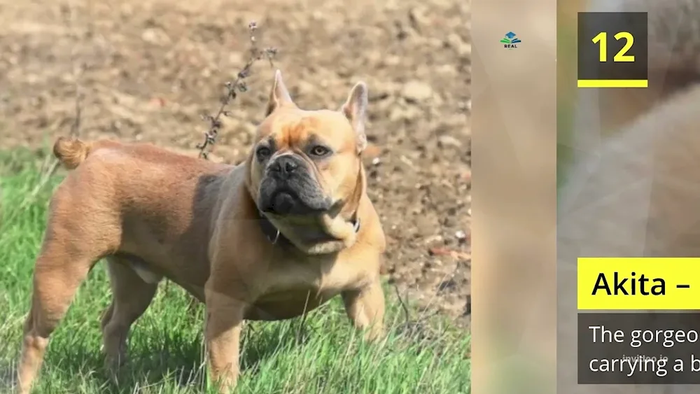 French bulldog puppy