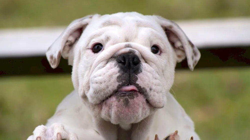 British Bulldog dog