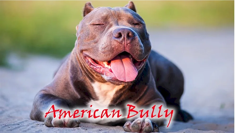 American Staffordshire terrier