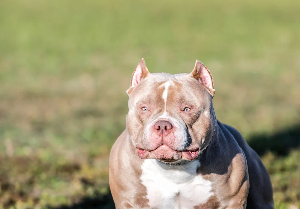 American bully