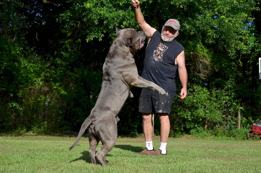 American Bullie