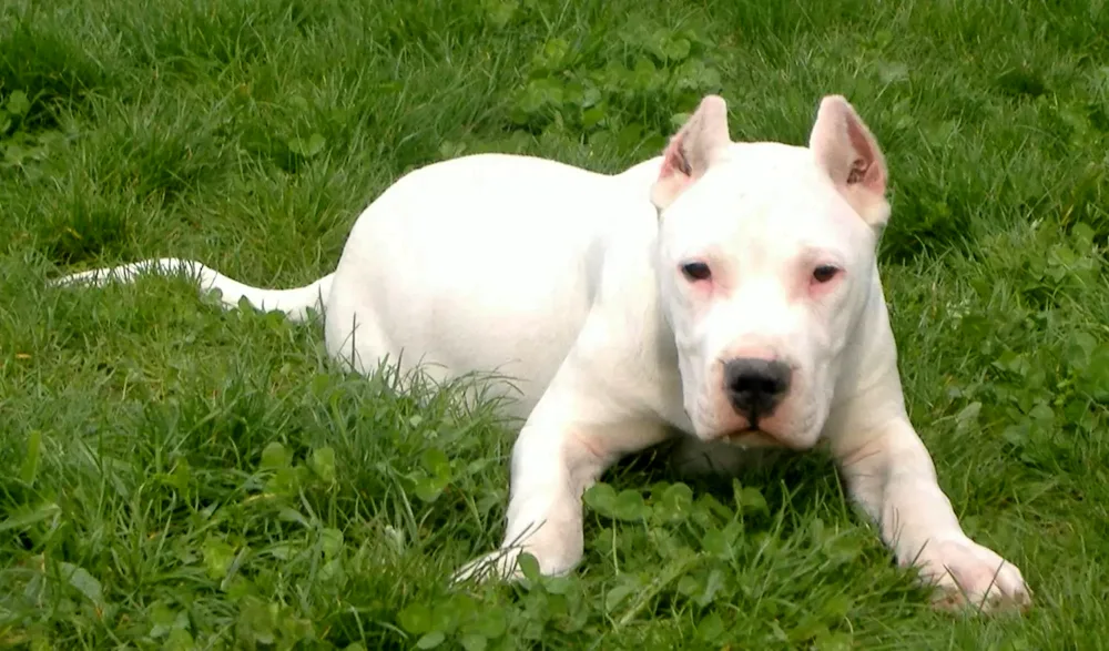 Staffordshire terrier Bullie Coutta Argentine dog