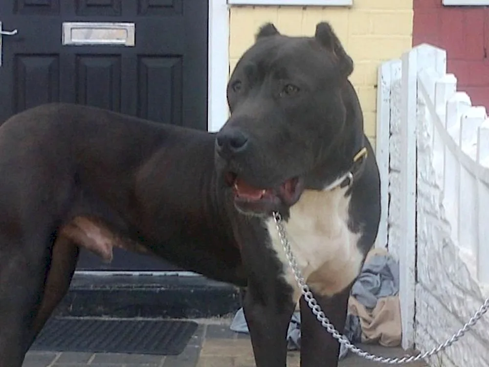 Bulli Coutta Black Bullie Coutta