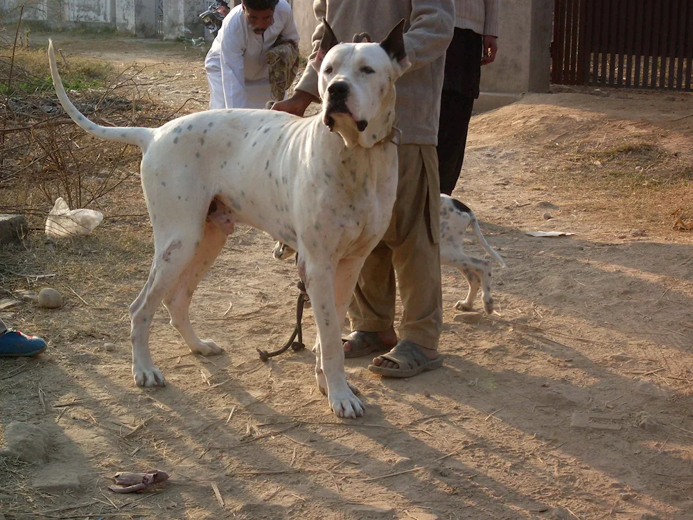 Bulli Coutta Pakistani mastiff