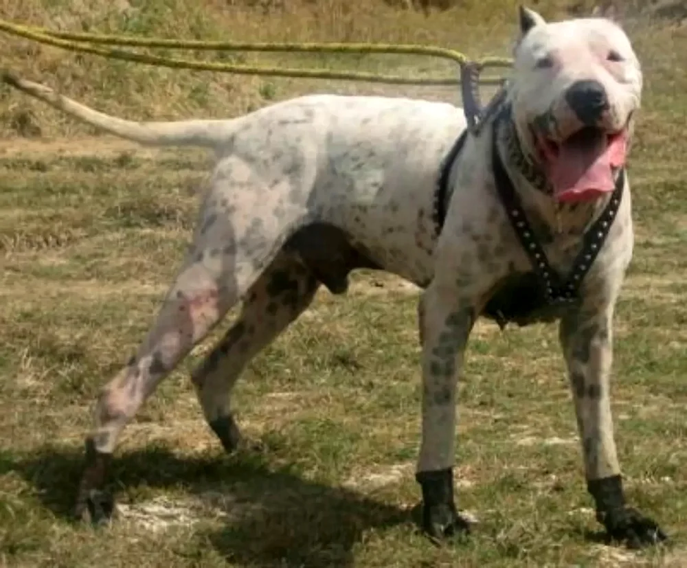 Bulli Coutta Pakistani mastiff