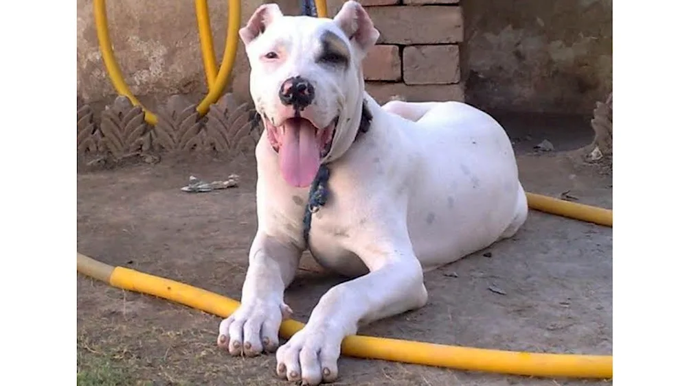 Pakistani Bullie Coutta