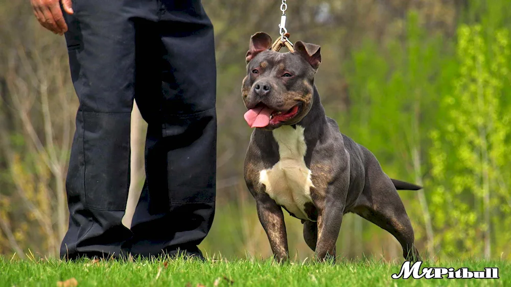 Bullie with uncoupled ears