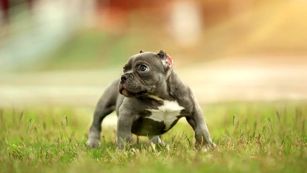 Bullie puppy